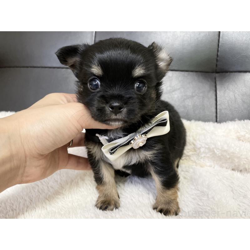 販売中の愛知県のチワワ(ロングコート)-424900の6枚目