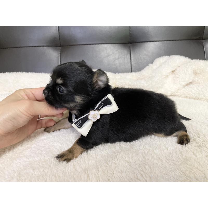 販売中の愛知県のチワワ(ロングコート)-424900の5枚目