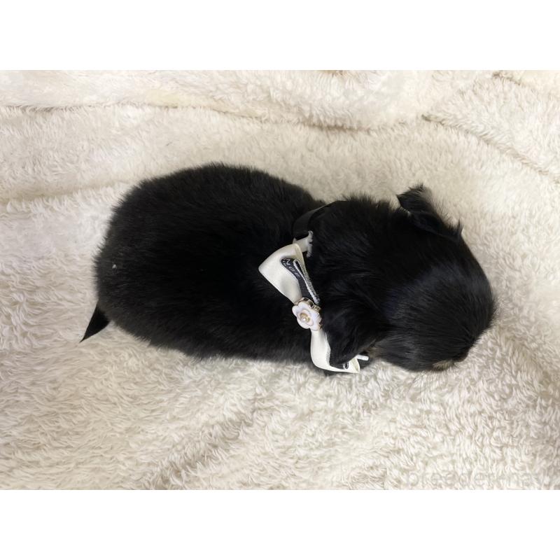 販売中の愛知県のチワワ(ロングコート)-424900の4枚目