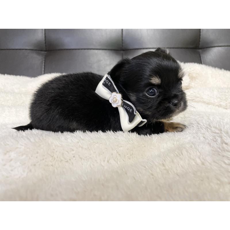 販売中の愛知県のチワワ(ロングコート)-424900の3枚目