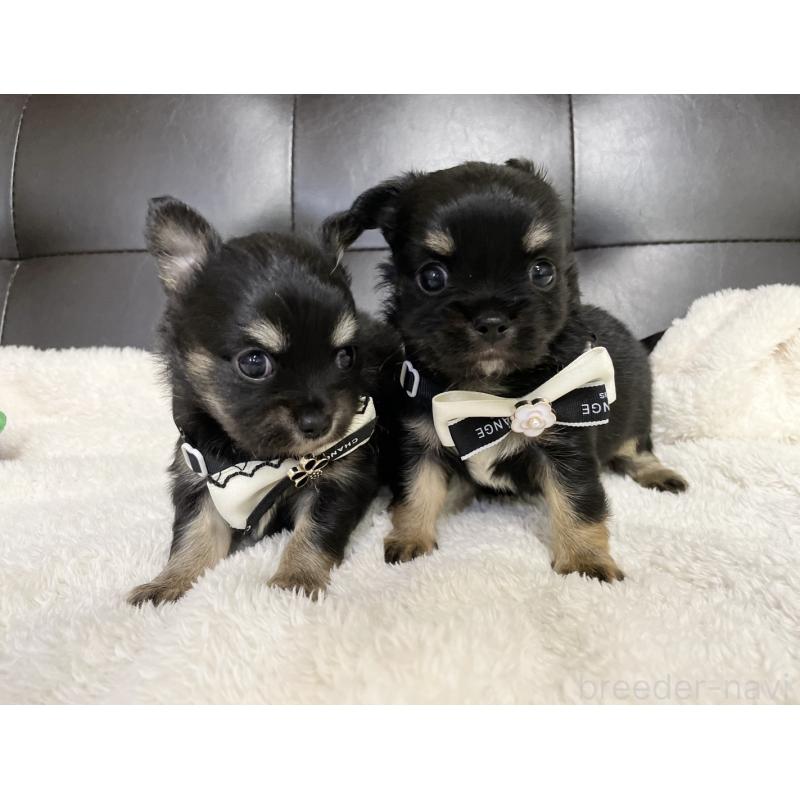 販売中の愛知県のチワワ(ロングコート)-424900の2枚目