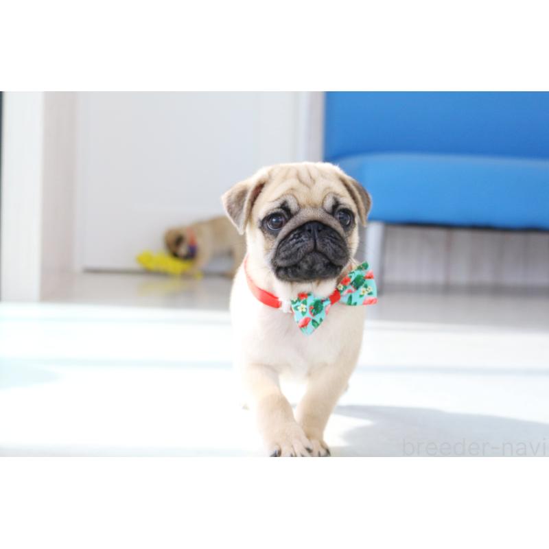 販売中の京都府のパグ-416406の7枚目