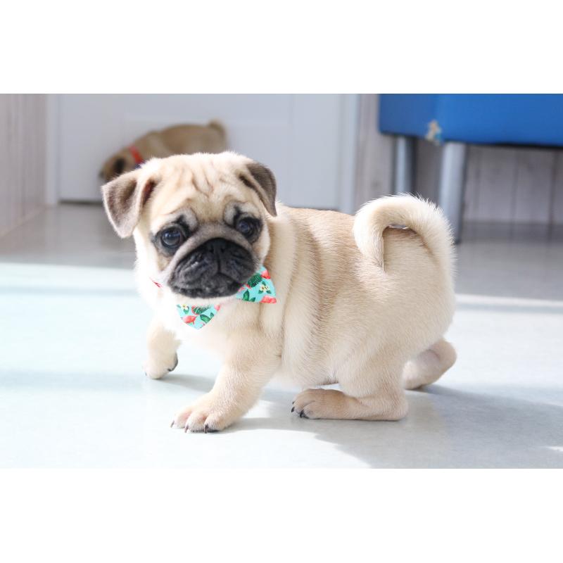 販売中の京都府のパグ-416406の6枚目