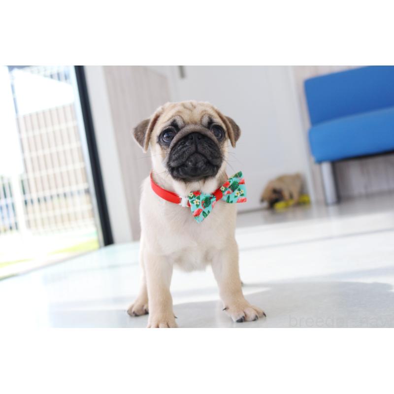 販売中の京都府のパグ-416406の5枚目