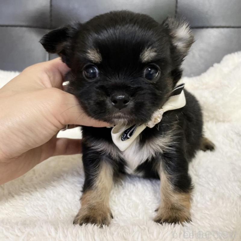 販売中の愛知県のチワワ(ロングコート)-424900