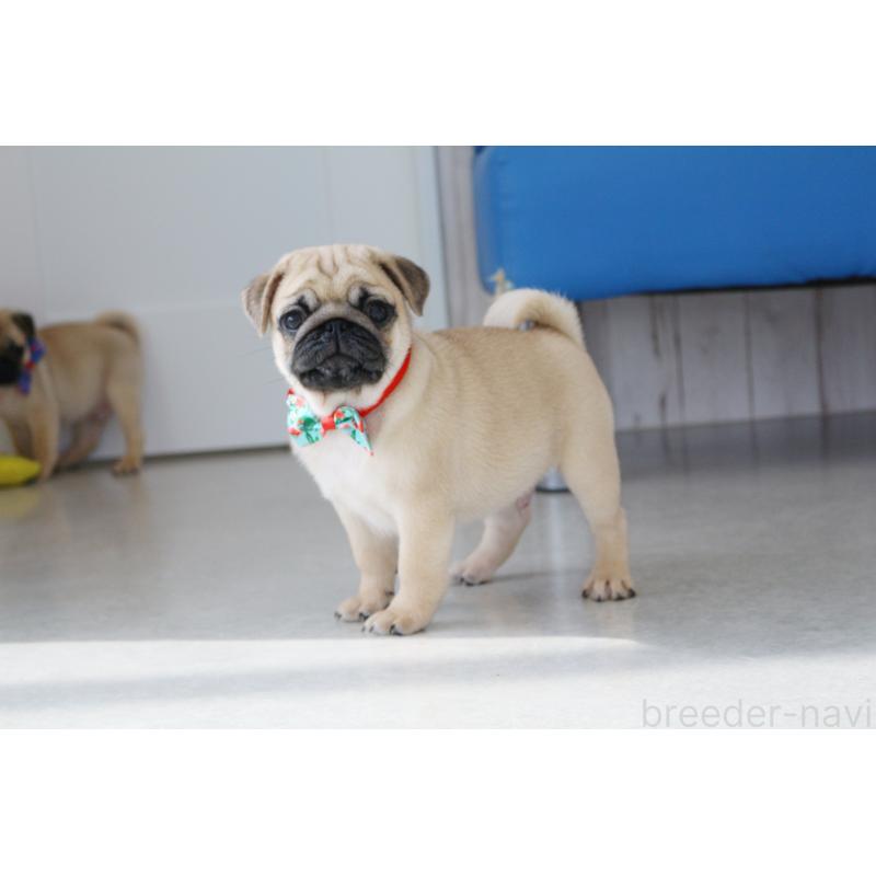 販売中の京都府のパグ-416406の4枚目