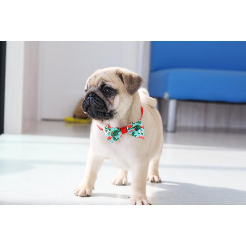 販売中の京都府のパグ-416406の3枚目