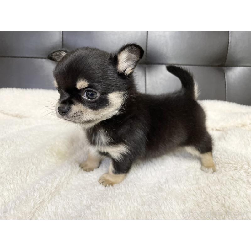 販売中の愛知県のチワワ(ロングコート)-424901の7枚目