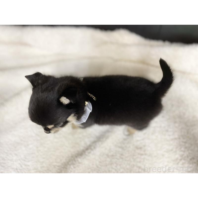 販売中の愛知県のチワワ(ロングコート)-424901の6枚目