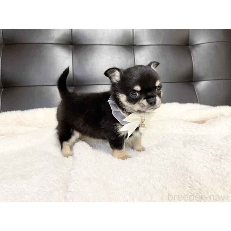 販売中の愛知県のチワワ(ロングコート)-424901の5枚目