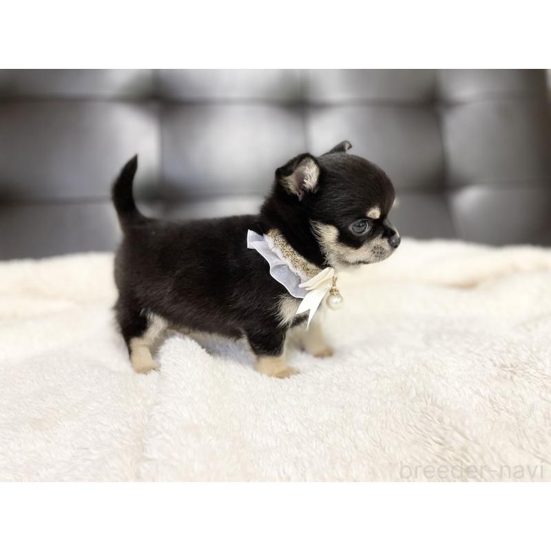 販売中の愛知県のチワワ(ロングコート)-424901の4枚目