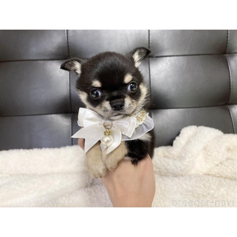 販売中の愛知県のチワワ(ロングコート)-424901の3枚目