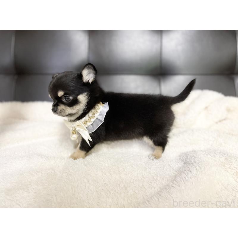 販売中の愛知県のチワワ(ロングコート)-424901の2枚目