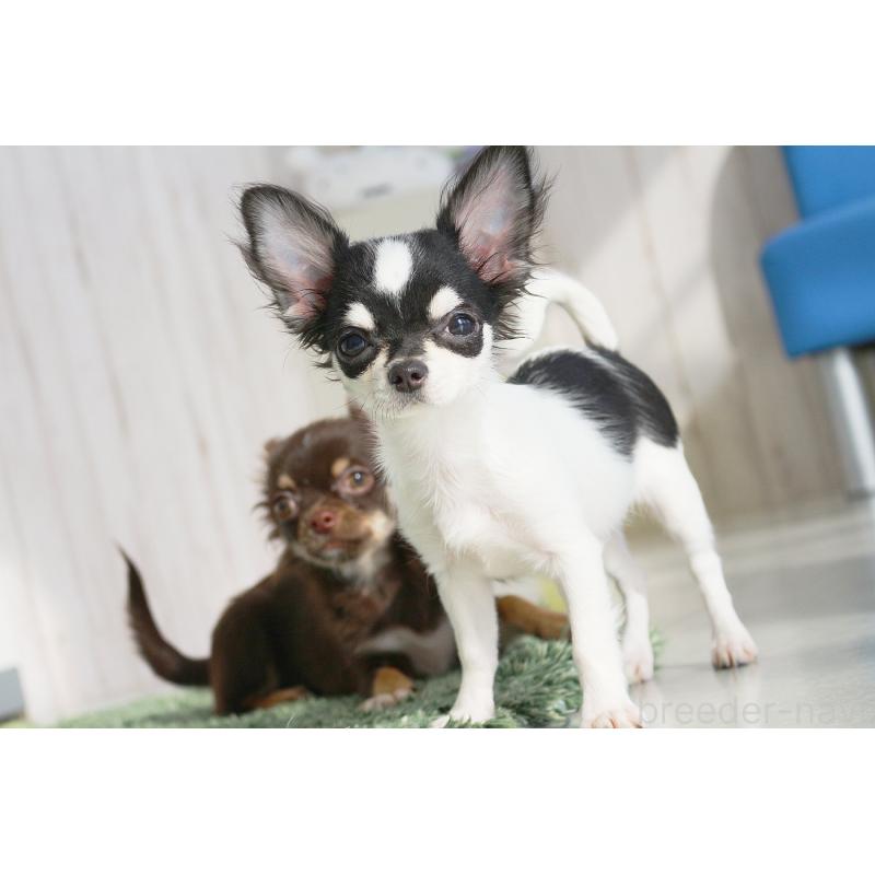 販売中の京都府のチワワ(ロングコート)-402493の6枚目