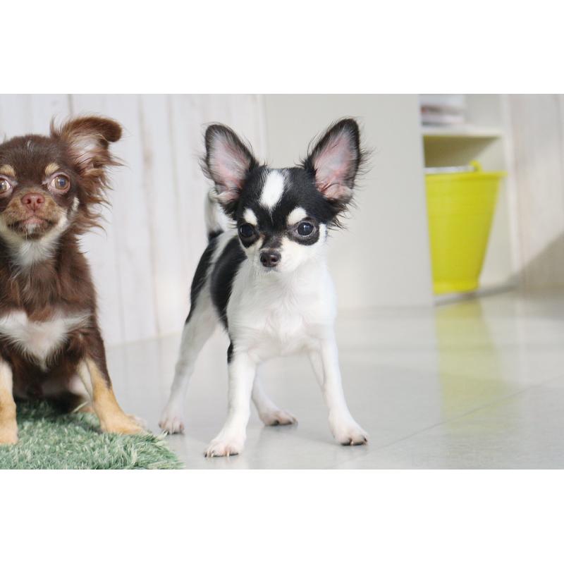 販売中の京都府のチワワ(ロングコート)-402493の5枚目