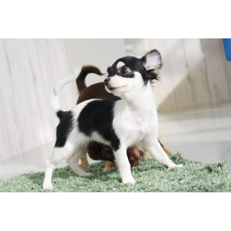 販売中の京都府のチワワ(ロングコート)-402493の4枚目