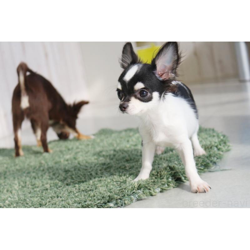 販売中の京都府のチワワ(ロングコート)-402493の3枚目