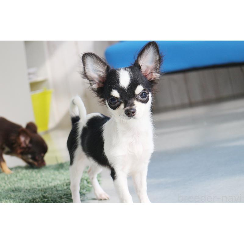 販売中の京都府のチワワ(ロングコート)-402493の2枚目