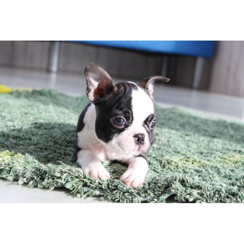 商談中の京都府のボストンテリア-416540の7枚目