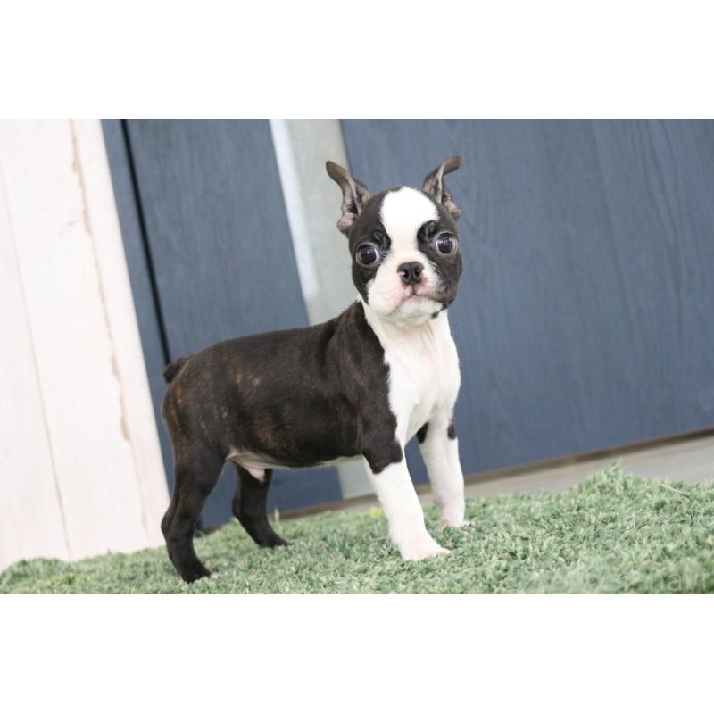 商談中の京都府のボストンテリア-416540の6枚目