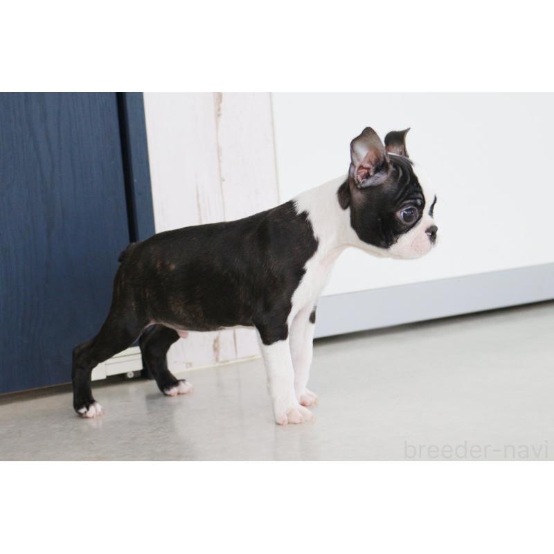 商談中の京都府のボストンテリア-416540の5枚目