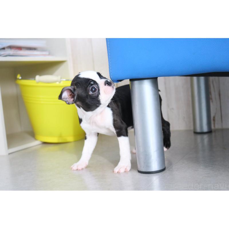 商談中の京都府のボストンテリア-416540の4枚目