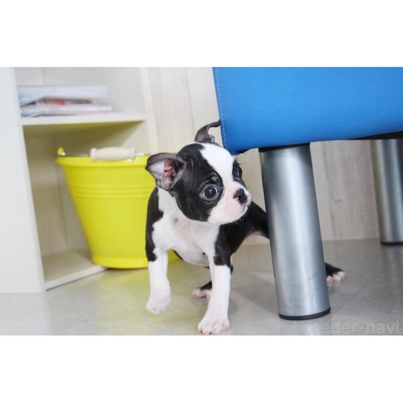 商談中の京都府のボストンテリア-416540の3枚目