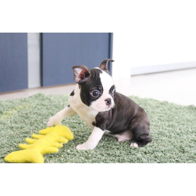 商談中の京都府のボストンテリア-416540の2枚目