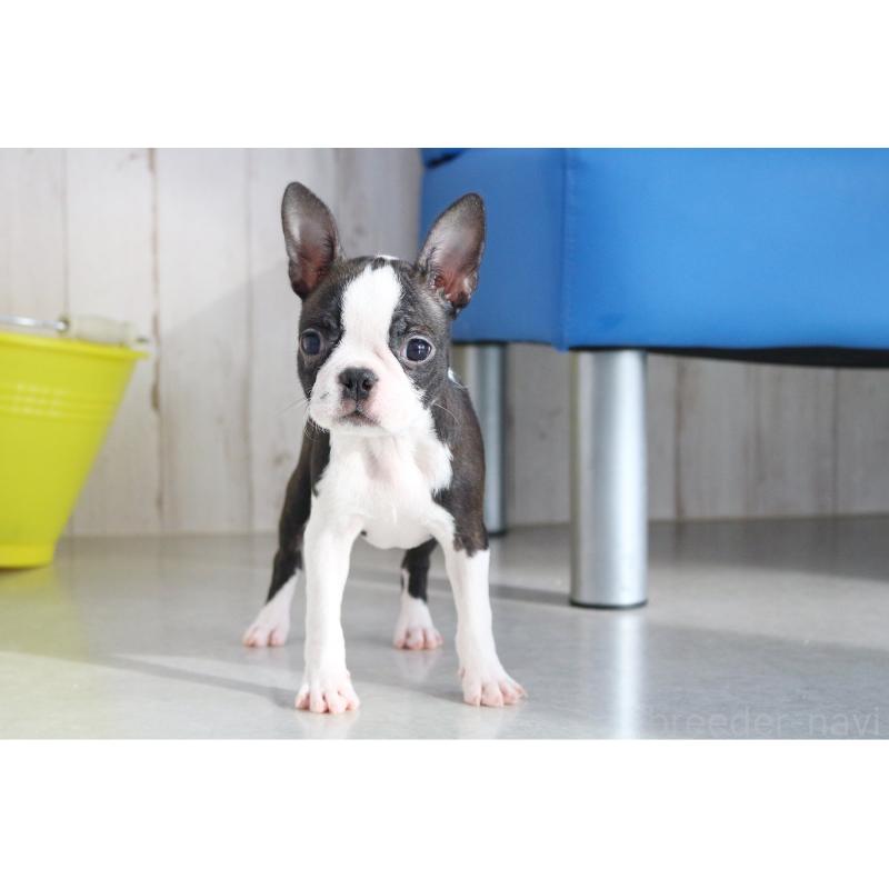 成約済の京都府のボストンテリア-416538の6枚目