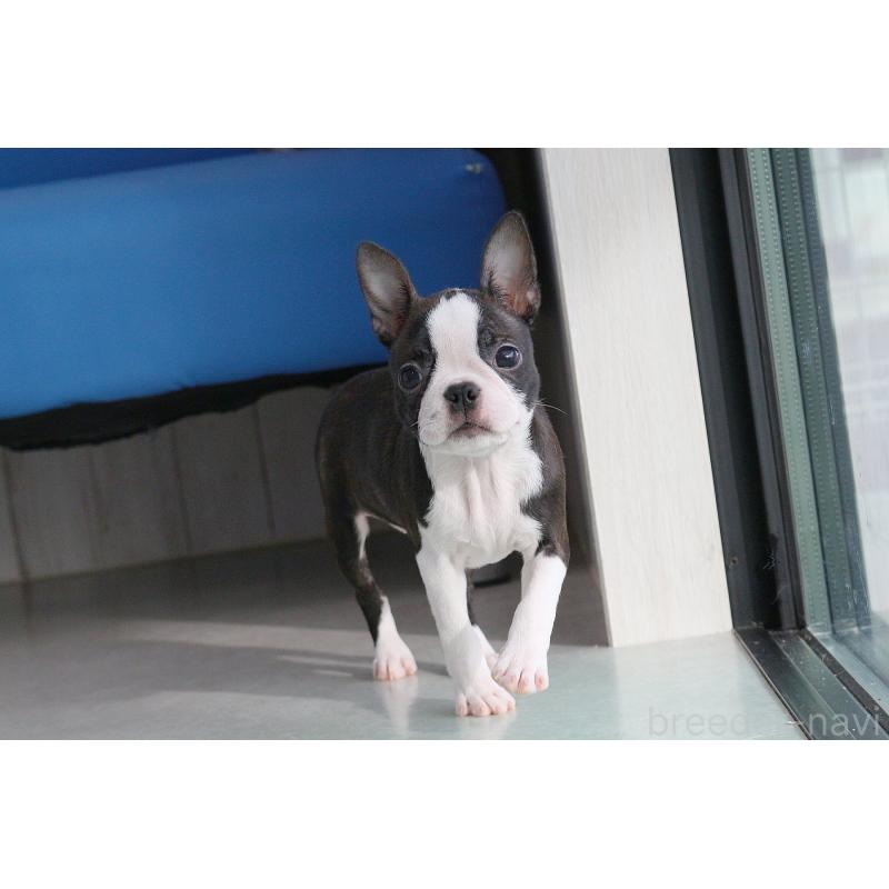 成約済の京都府のボストンテリア-416538の5枚目