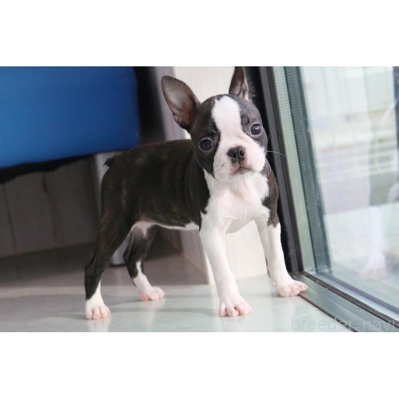 成約済の京都府のボストンテリア-416538の4枚目