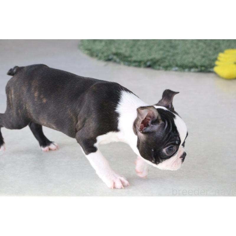 成約済の京都府のボストンテリア-416538の3枚目