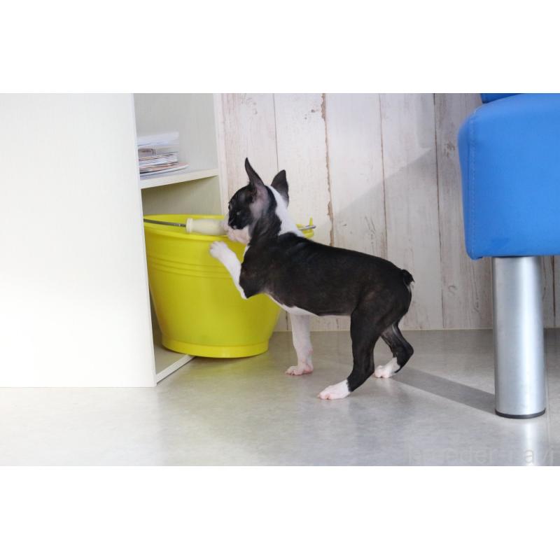 成約済の京都府のボストンテリア-416538の2枚目