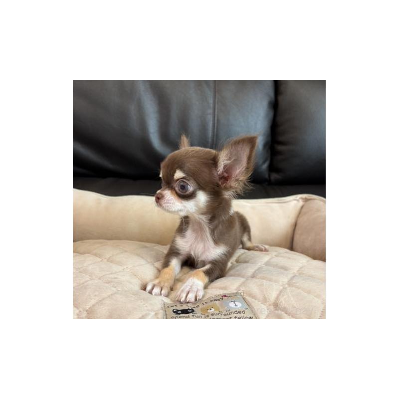 販売中の静岡県のチワワ(ロングコート)-424902の4枚目