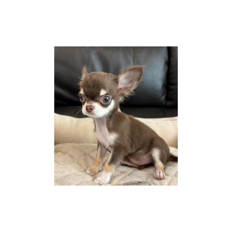 販売中の静岡県のチワワ(ロングコート)-424902の5枚目