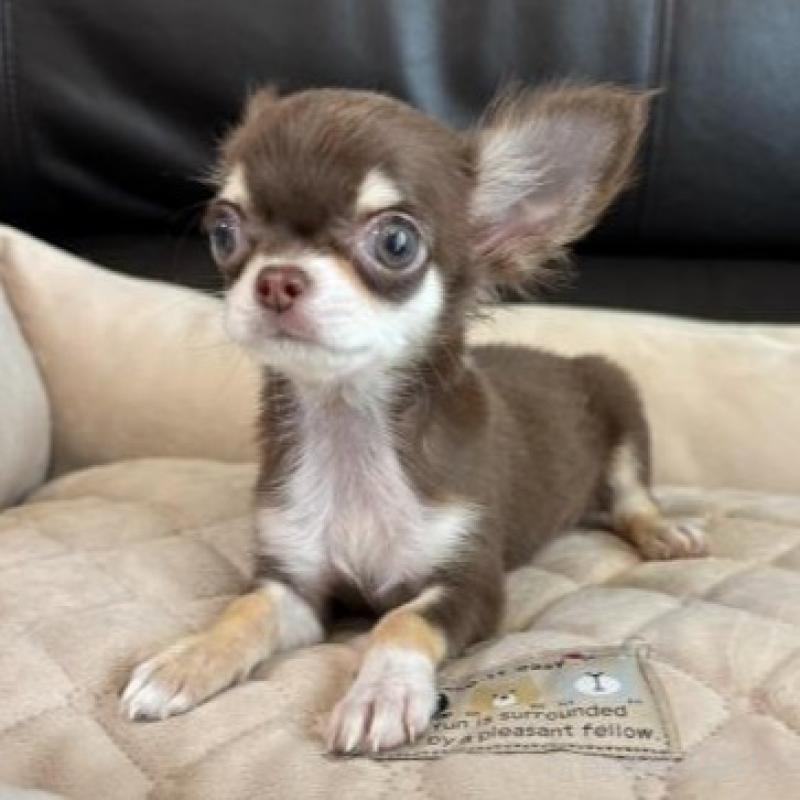 販売中の静岡県のチワワ(ロングコート)-424902の3枚目