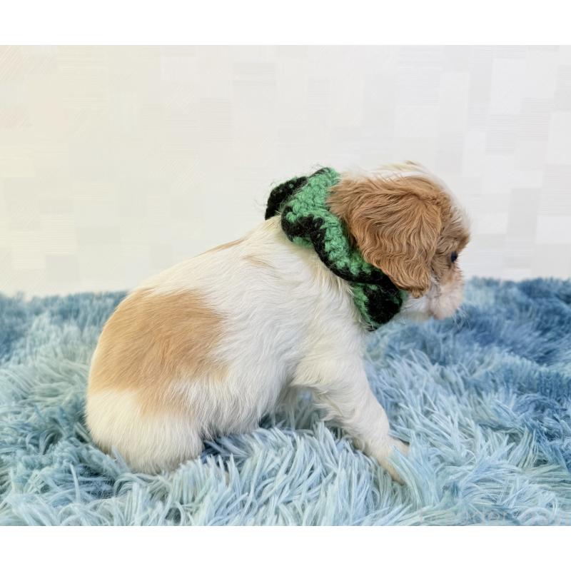 成約済の埼玉県のキャバリアキングチャールズスパニエル-423550の5枚目