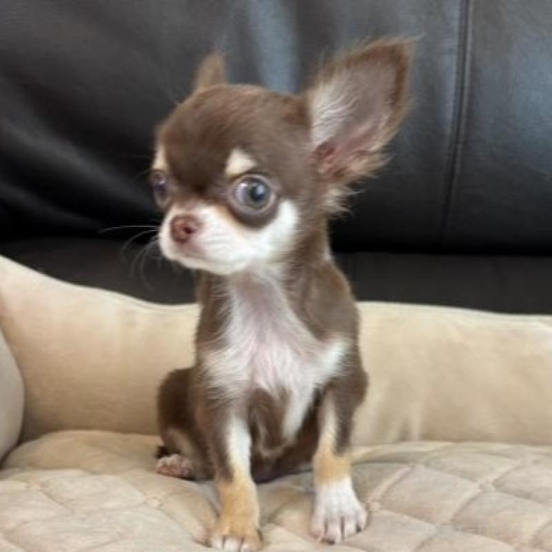 販売中の静岡県のチワワ(ロングコート)-424902の2枚目