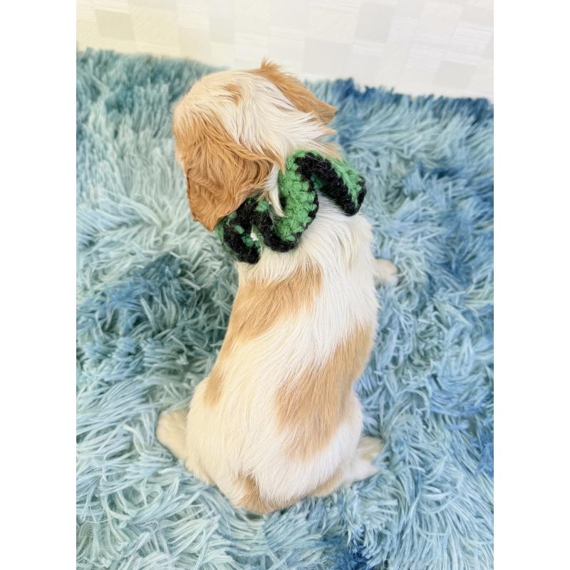 成約済の埼玉県のキャバリアキングチャールズスパニエル-423550の4枚目