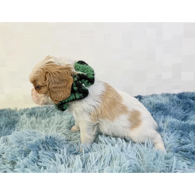 成約済の埼玉県のキャバリアキングチャールズスパニエル-423550の3枚目