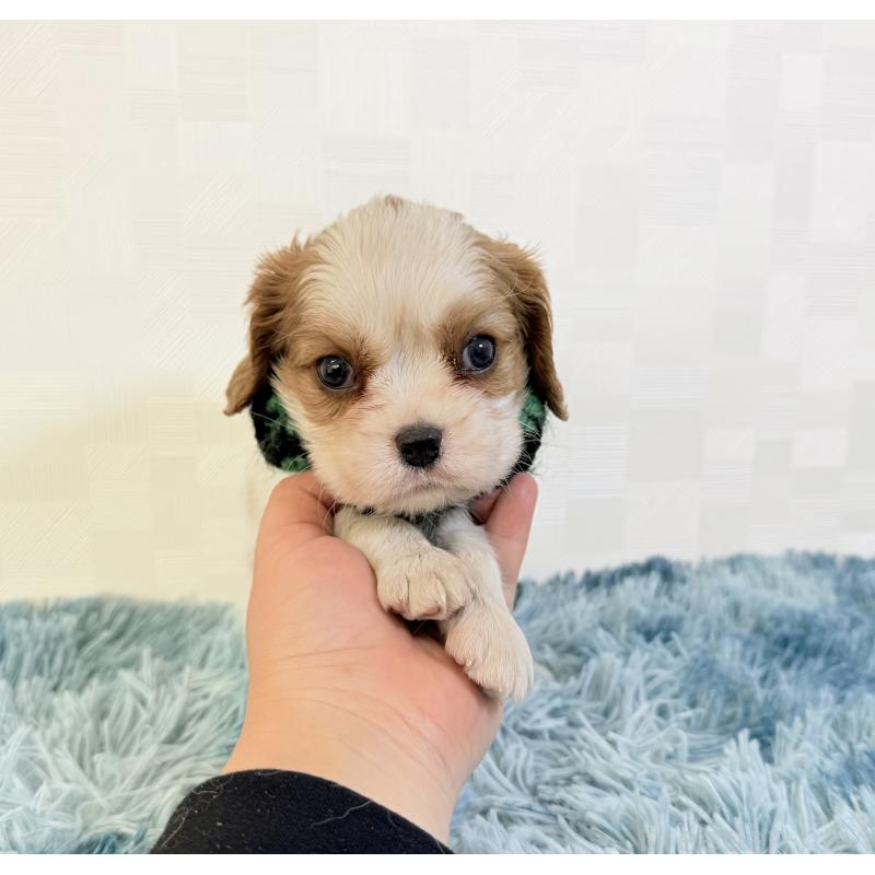 成約済の埼玉県のキャバリアキングチャールズスパニエル-423550の2枚目