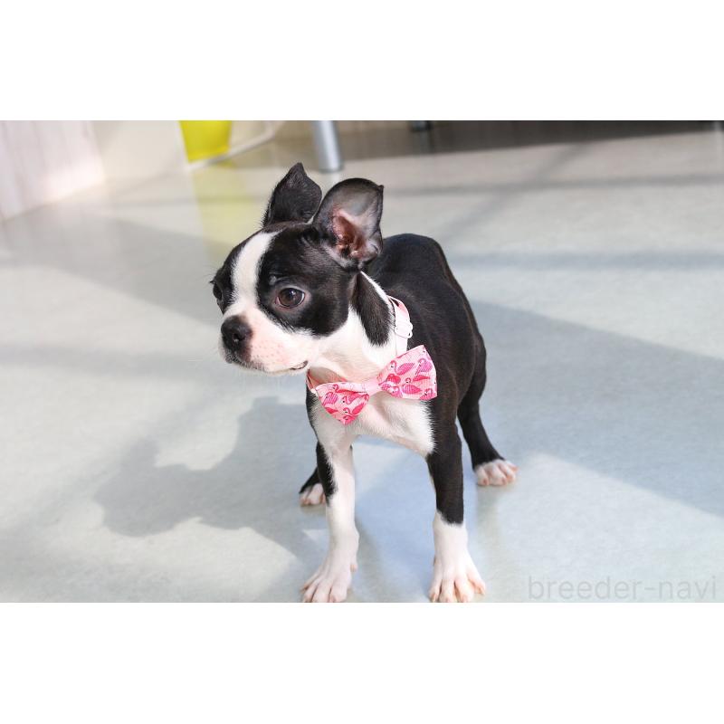 成約済の京都府のボストンテリア-411583の6枚目