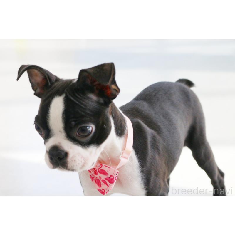 成約済の京都府のボストンテリア-411583の5枚目