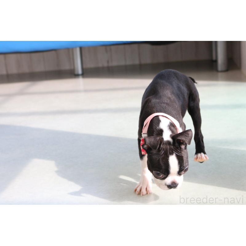 成約済の京都府のボストンテリア-411583の4枚目