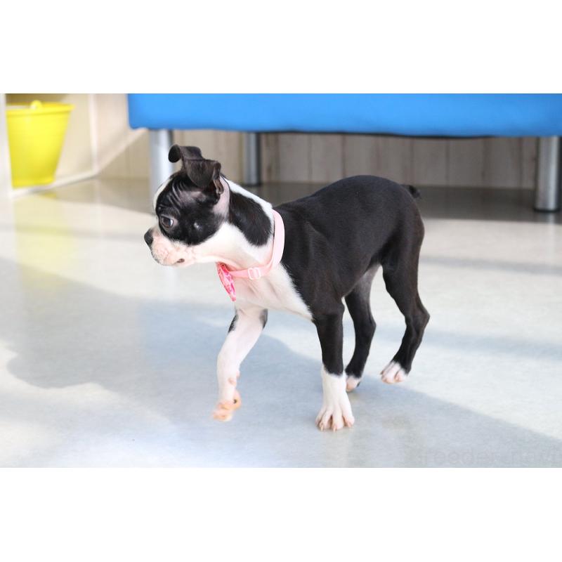 成約済の京都府のボストンテリア-411583の3枚目