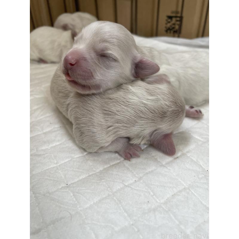 成約済の栃木県のミックス犬-424368の7枚目