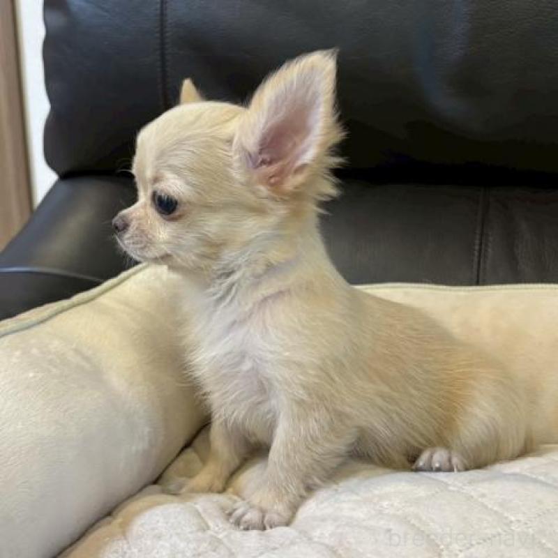 販売中の静岡県のチワワ(ロングコート)-424903の6枚目