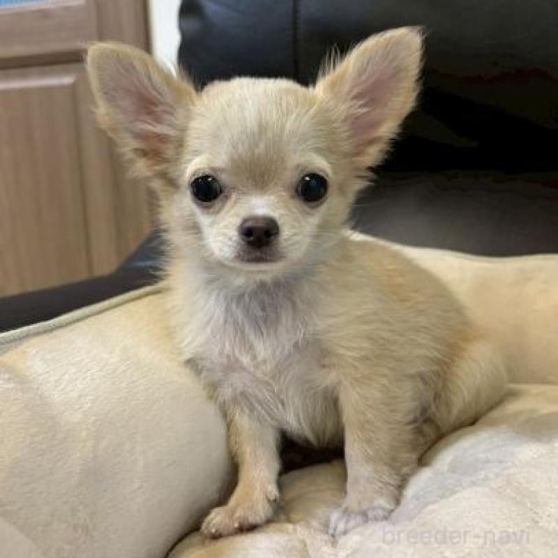 販売中の静岡県のチワワ(ロングコート)-424903の4枚目