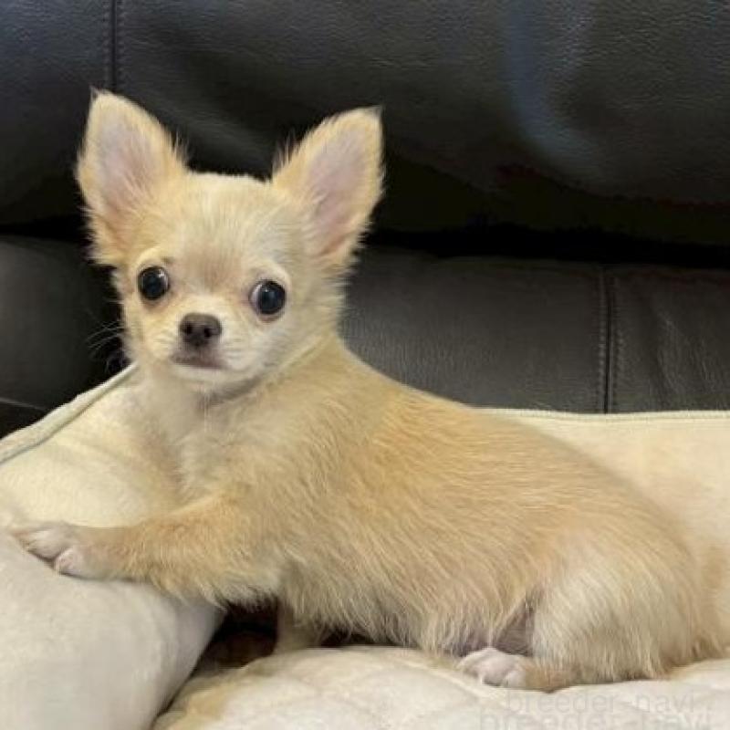 販売中の静岡県のチワワ(ロングコート)-424903の3枚目