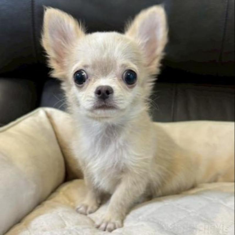 販売中の静岡県のチワワ(ロングコート)-424903